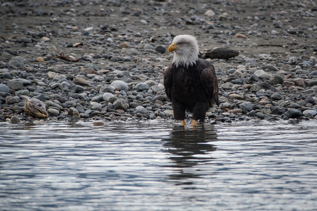 American Bald Eagle Foundation & Raptor Center – Haines, Alaska