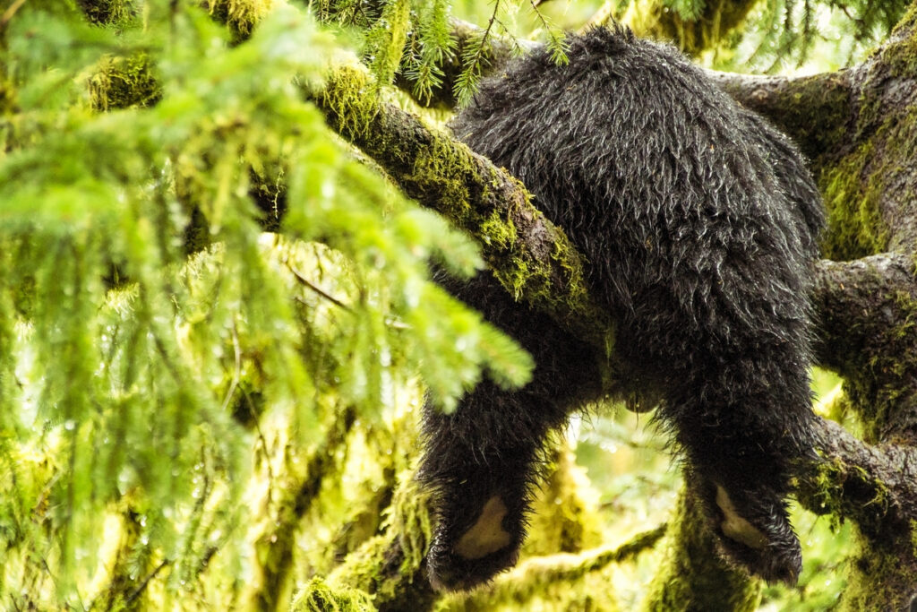 Moss‑covered spruce branches in the Tongass National Forest near Icy Strait Point, showing the type of forested habitat where black bears are often found.