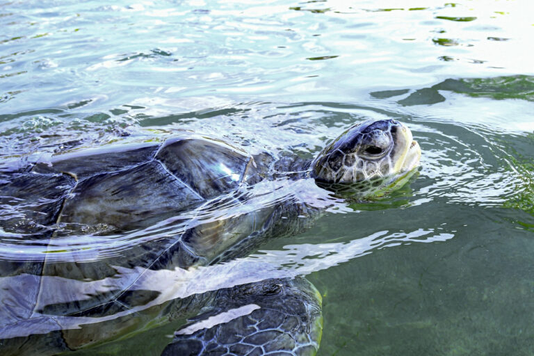Green sea turtle swimming in clear water at the Cayman Turtle Centre in Grand Cayman