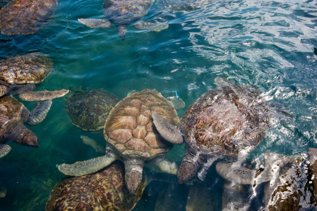 Green sea turtles swimming in clear water at the Cayman Turtle Centre in Grand Cayman