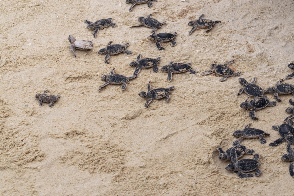 Baby sea turtles crawling across sandy beach toward the ocean on Cozumel’s East Side.