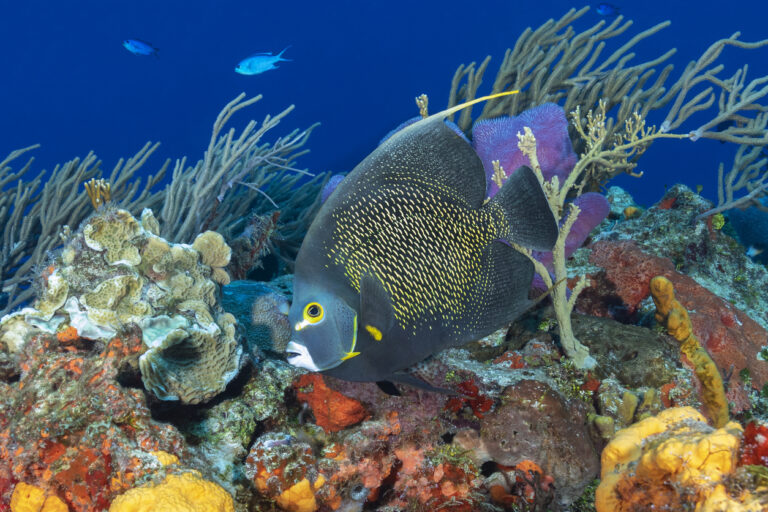 Coral reef and tropical fish seen from the Atlantis Submarine in Cozumel.