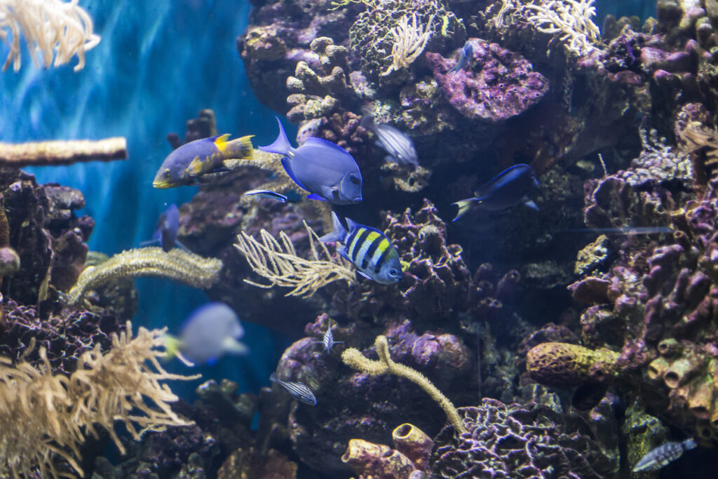 Many small tropical fish swimming above a colorful coral reef