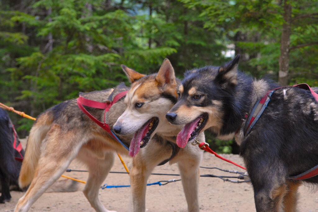 Two sled dogs panting in the summer heat at a musher camp in Skagway, Alaska.