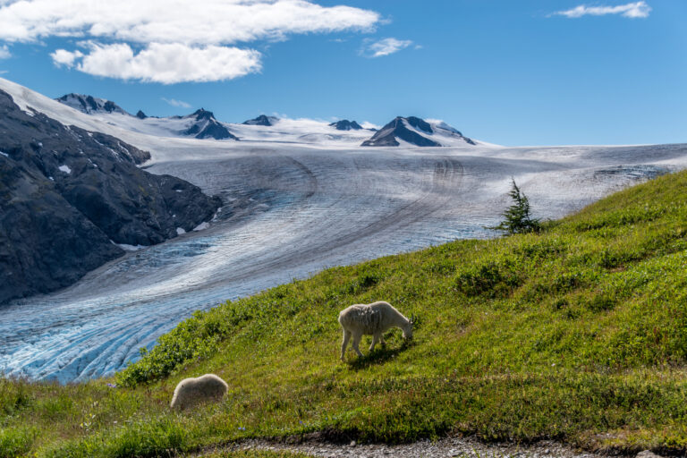 Mountain goats grazing on a grassy hillside with Exit Glacier and the rugged peaks of Kenai Fjords National Park in the background.