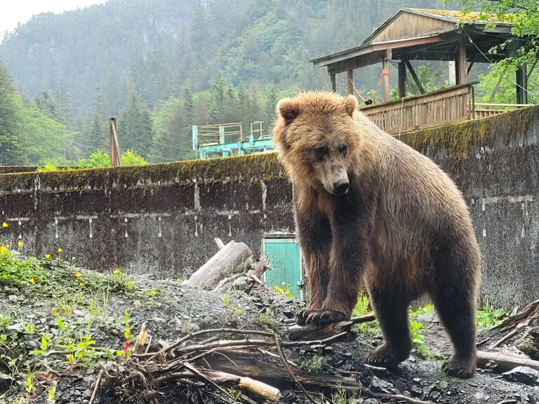 A grizzly bear at Fortress of the Bear in Sitka, Alaska, standing in its naturalistic enclosure at this brown‑bear rescue and rehabilitation center.