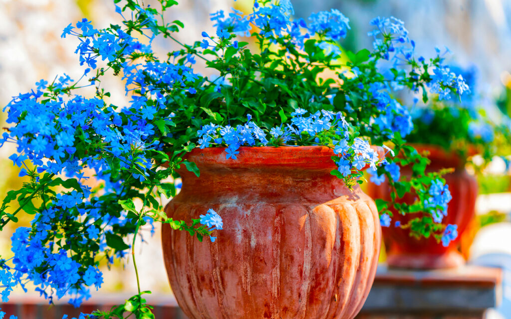 Flowers in pot at Augustus Gardens on Capri Island with views of the Amalfi coastline in summer
