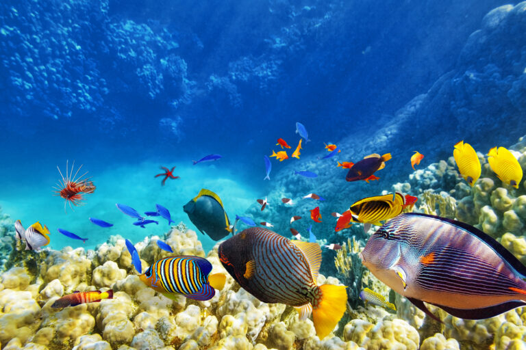 Colorful Caribbean coral reef with tropical fish, similar to the underwater views seen during a Grand Cayman submarine tour