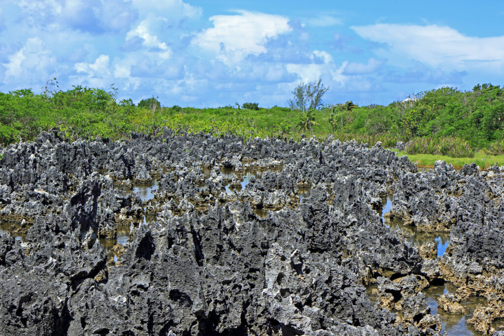 Jagged black limestone formations at Hell in Grand Cayman, a unique geological site in West Bay