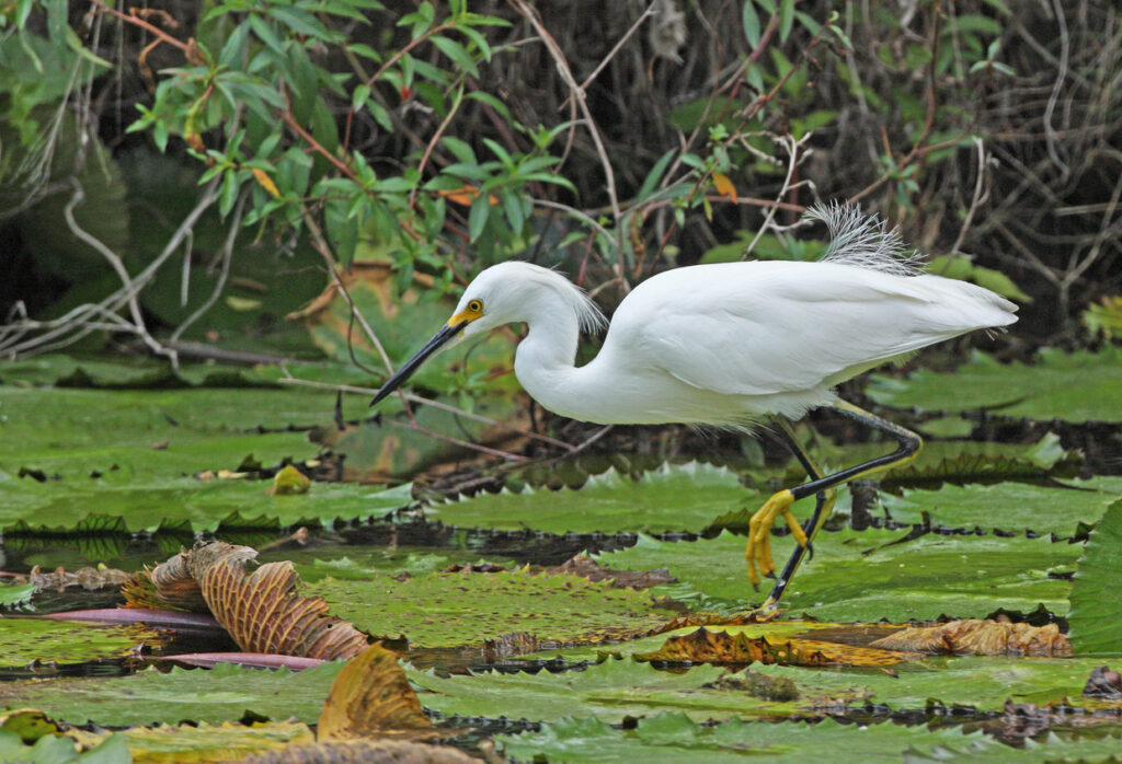 Snowy Egret in breeding plumage walking across lily pads in a lush wetland area at Hope Gardens in Jamaica
