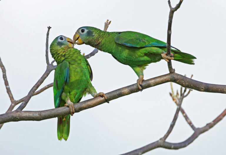 Pair of Yellow‑billed Parrots perched on a branch, playfully squabbling in a natural setting at Hope Gardens in Jamaica