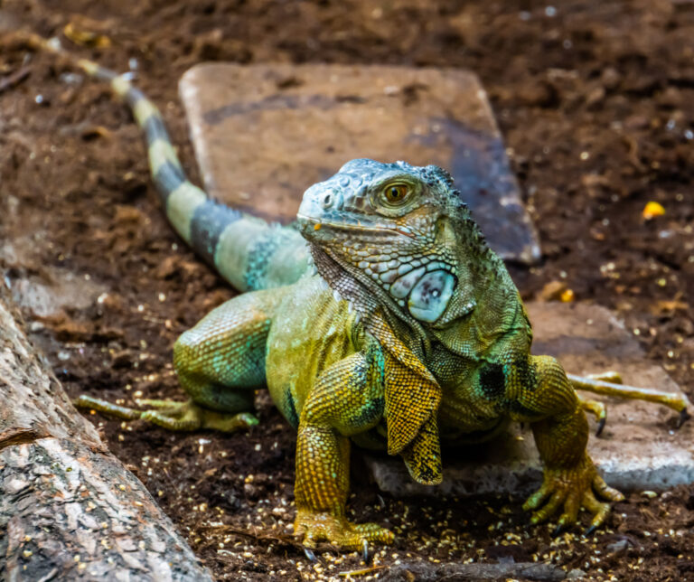 Green iguana resting on stones in a naturalistic setting, representing the tropical wildlife found at Hope Zoo in Kingston
