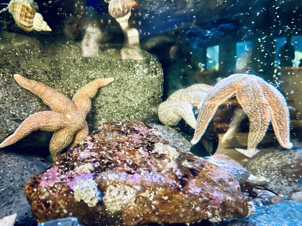 Three colorful starfish resting in an aquarium tank with rocks and shells, similar to the touch‑tank exhibits at the Sitka Sound Science Center & Aquarium in Sitka, Alaska.