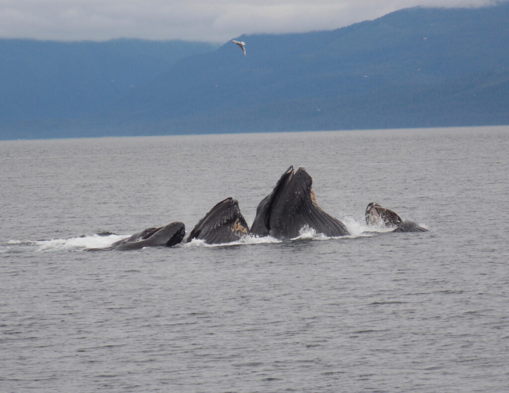 Humpback whales bubble‑net feeding in Icy Strait near Hoonah, Alaska