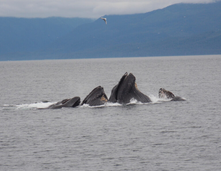 Humpback whales bubble‑net feeding in Icy Strait near Hoonah, Alaska