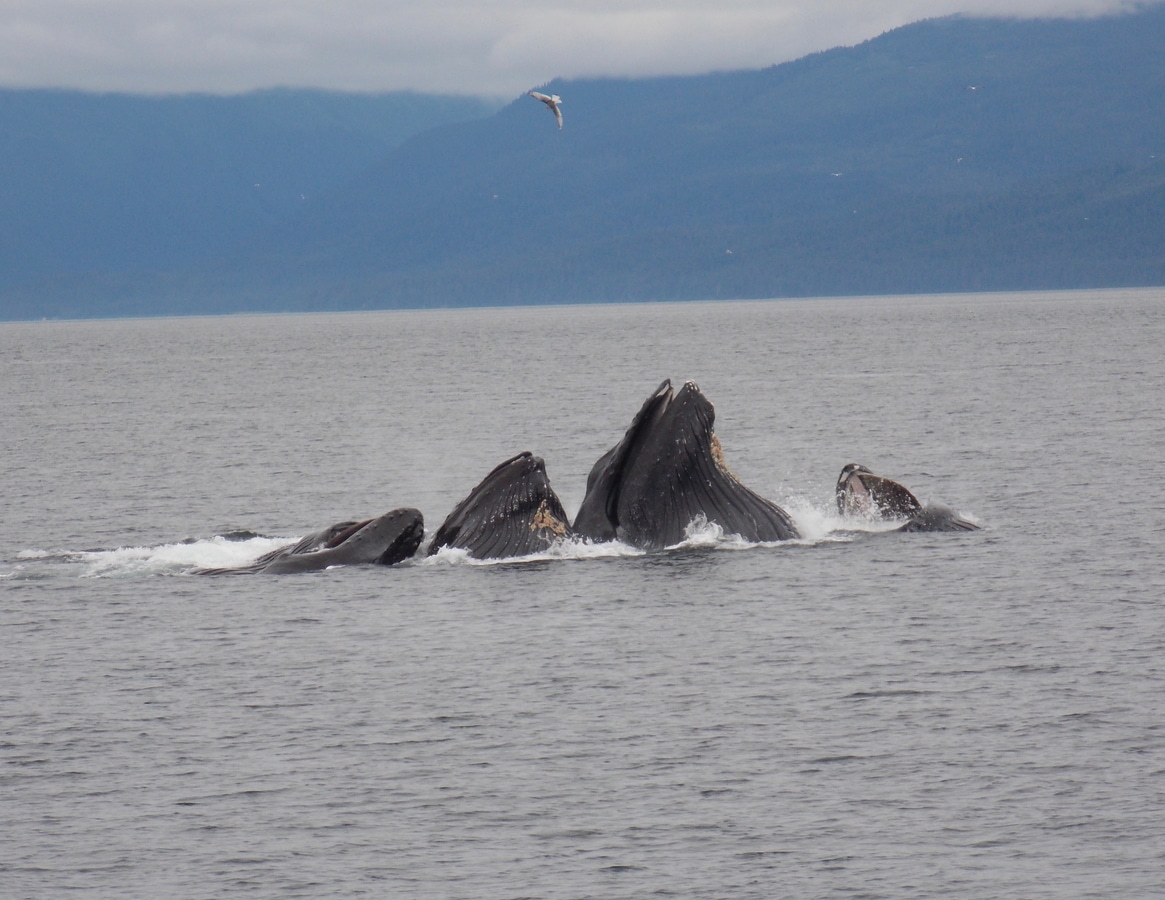 Whale Watching in Icy Strait – Icy Strait Point, Alaska