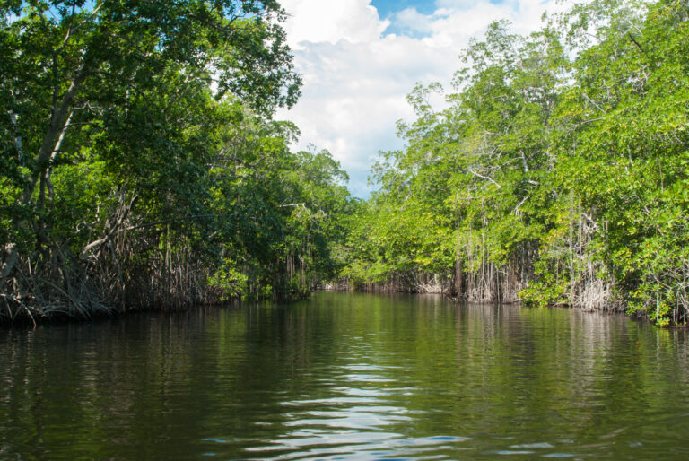 A calm rainforest river surrounded by dense tropical greenery in Jamaica.