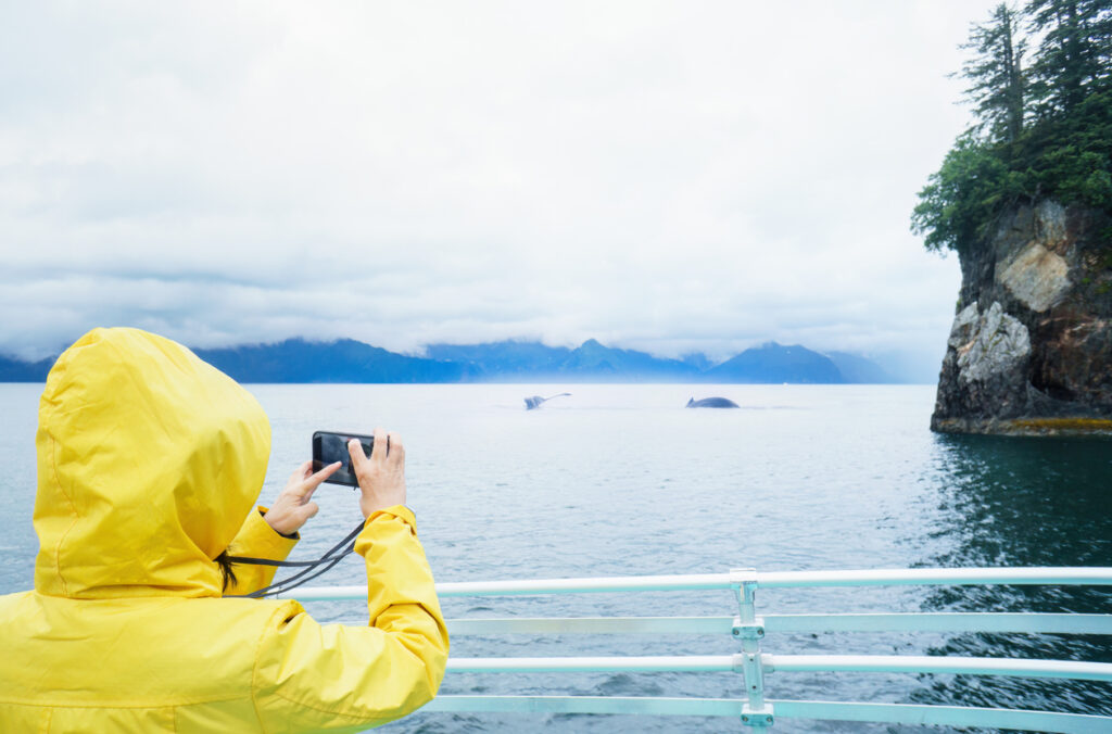 A tourist photographs whales swimming near the boat during a wildlife cruise in Kenai Fjords National Park in Seward, Alaska.