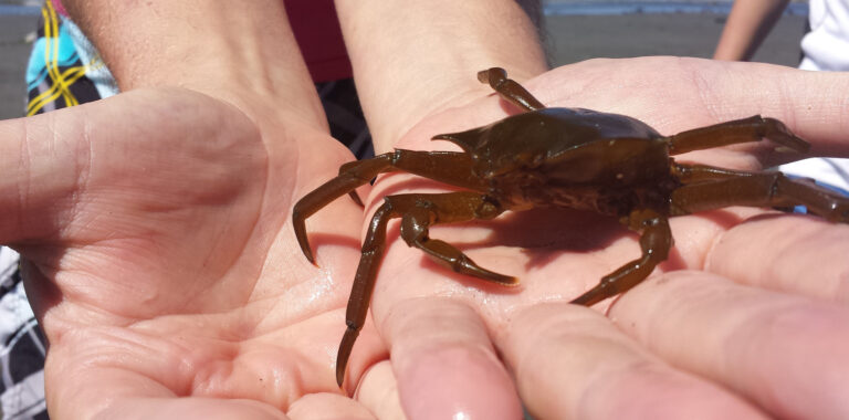 Hand gently holding a kelp crab at an educational marine touch tank in Kodiak, Alaska.