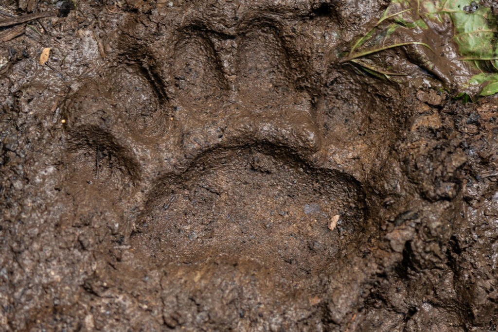 Large bear paw print pressed into a muddy trail surface