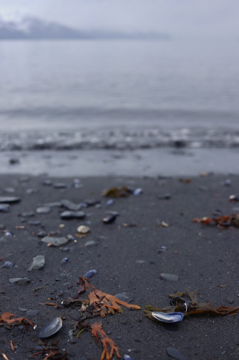 A foggy day along the rocky beach at Lowell Point in Seward, Alaska, with ocean treasures and natural debris washed ashore on Resurrection Bay.
