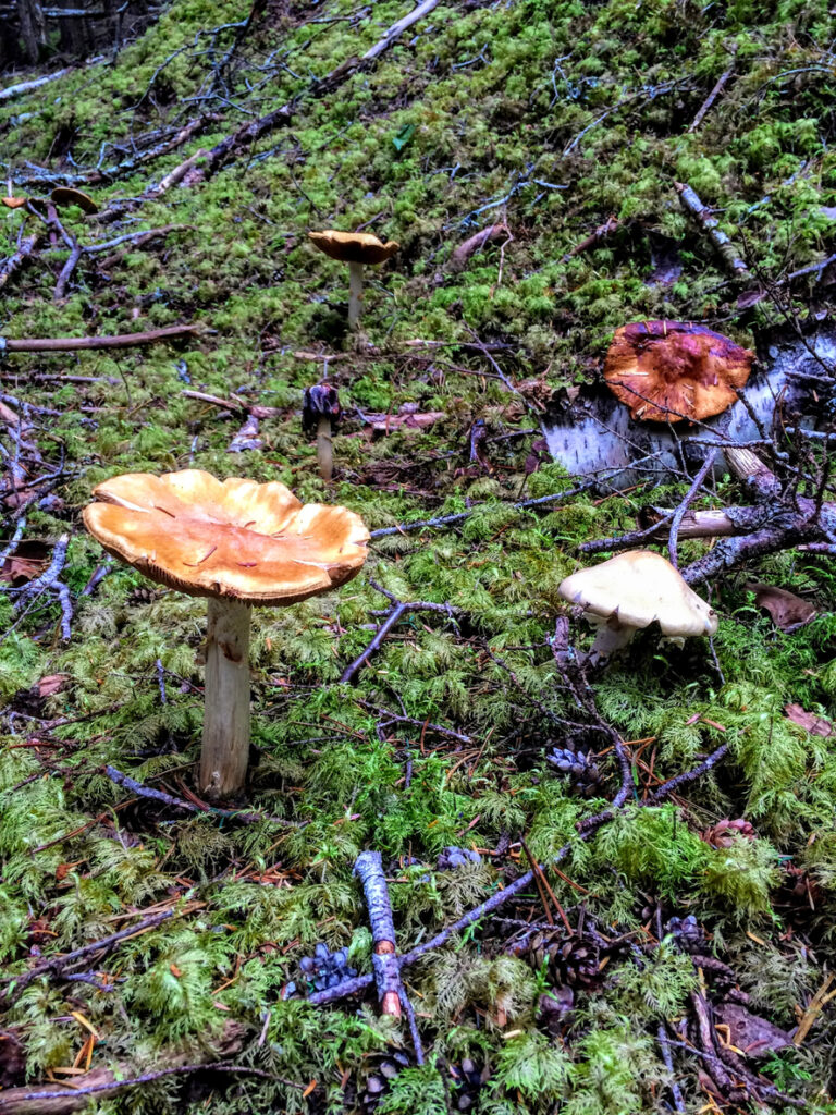 Mushrooms growing on the forest floor along the Lower Dewey Lake Trail in Skagway, Alaska’s temperate rainforest.