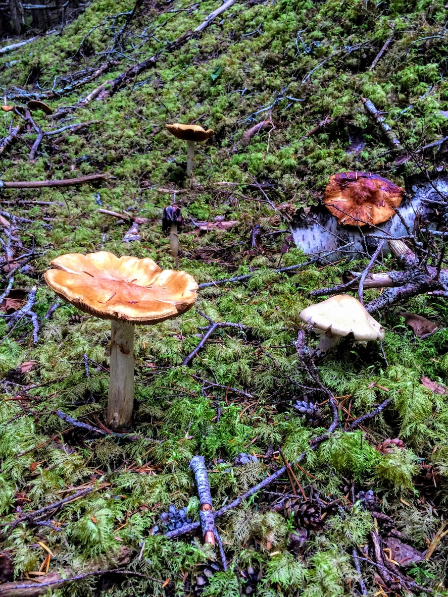 Lower Dewey Lake Trail – Skagway, Alaska
