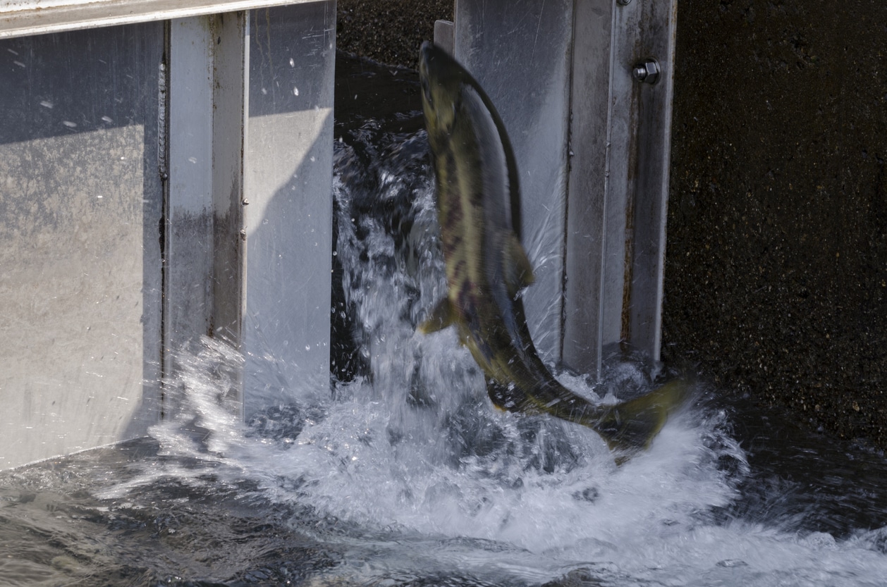 Macaulay Salmon Hatchery – Juneau, Alaska