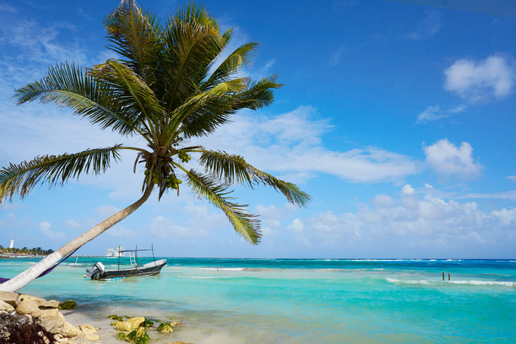 Palm tree leaning over a sandy Caribbean shoreline in Mahahual, Costa Maya, with turquoise water and a relaxed tropical beach atmosphere.