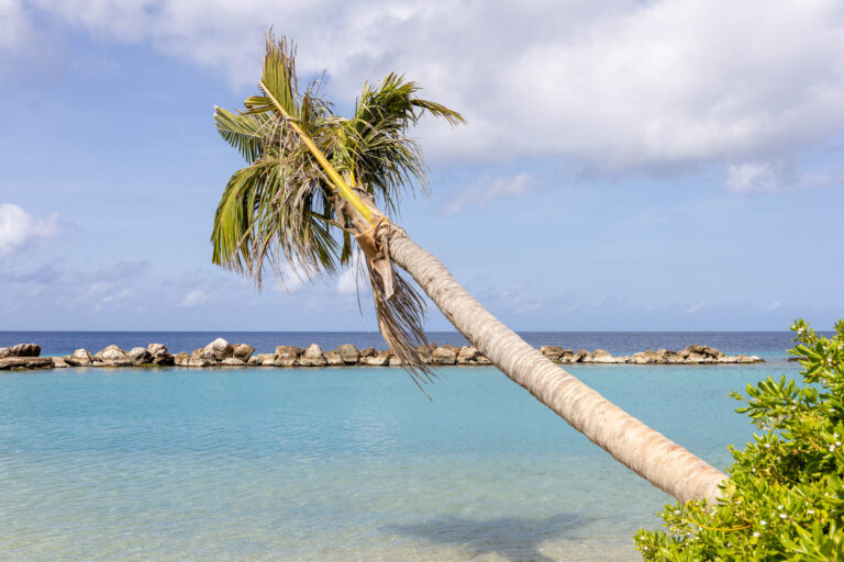 Palm tree along the shoreline of Mambo Beach in Curaçao with turquoise water in the background
