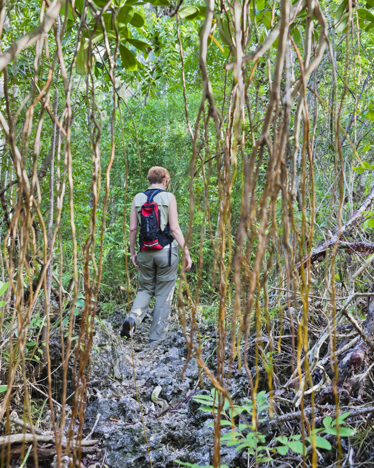Old‑growth forest along the Mastic Trail in Grand Cayman, showing native trees and untouched natural landscape protected by the National Trust