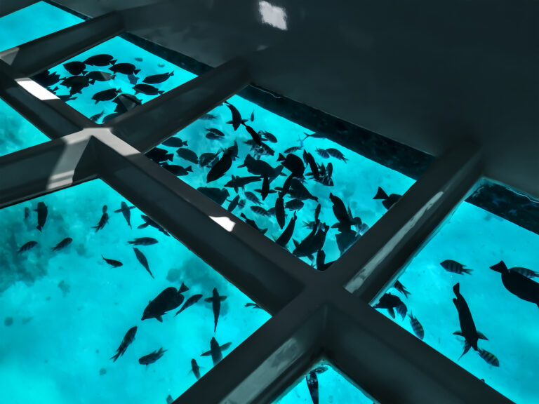 Many fishes silhouettes against the background of turquoise water under a boat with a transparent bottom