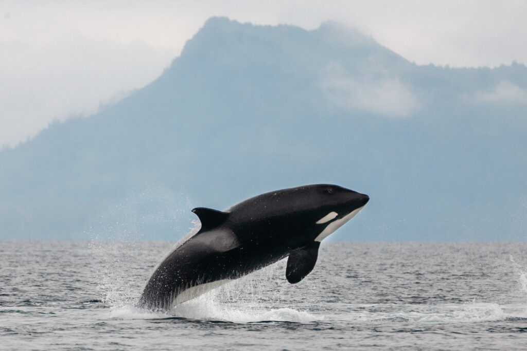 An orca breaching in the waters of Prince William Sound, Alaska, with rugged coastal mountains in the background.