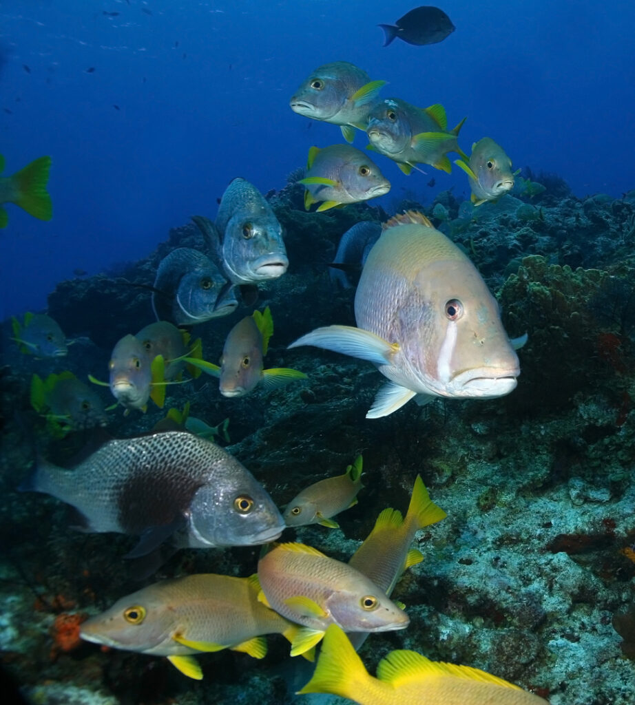 Schooling reef fish, including dog snapper and schoolmasters, swimming above a coral formation in Cozumel’s clear blue water