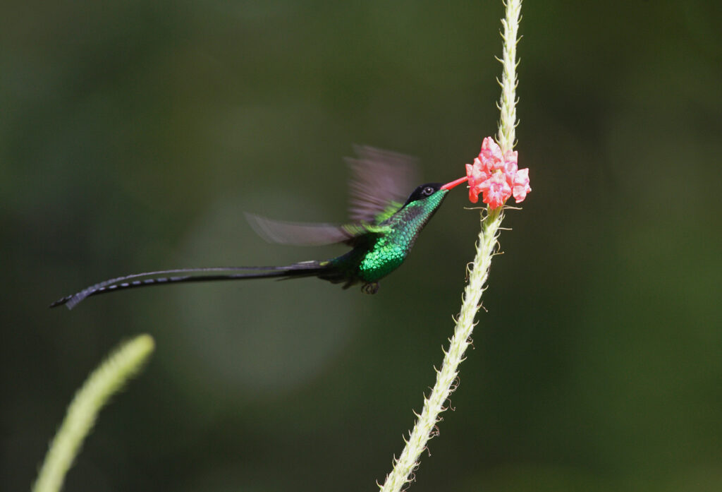 Hummingbird feeding from a handheld bottle at Rocklands Bird Sanctuary near Montego Bay, Jamaica