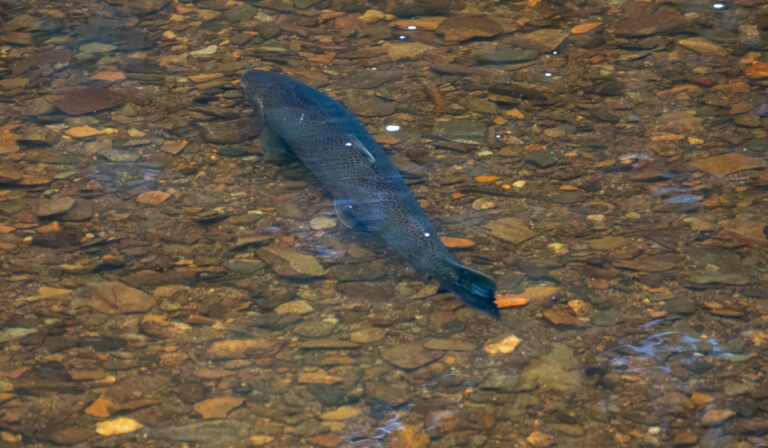 Salmon swimming in a shallow, clear stream above a rocky creek bed in Ketchikan, Alaska.