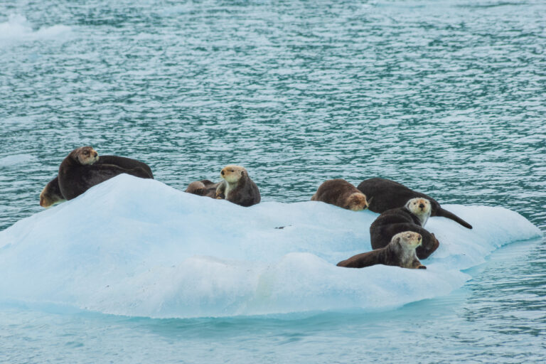 Sea otters resting together on an ice floe in Prince William Sound near Valdez, Alaska.