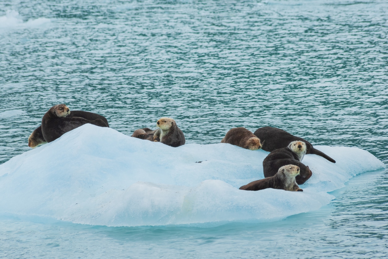 Allison Point for Wildlife Viewing – Valdez, Alaska