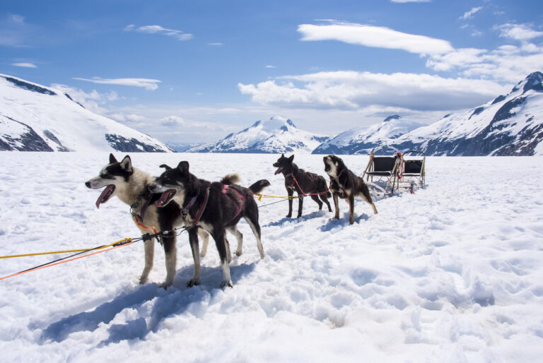 Husky sled dogs at an Alaska kennel during a dogsledding experience, part of a popular adventure excursion in Seward.
