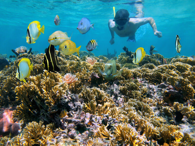 Snorkeler exploring shallow, clear water in Costa Maya, Mexico, with coral and tropical fish.