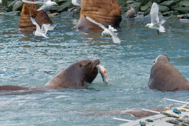 A Northern sea lion resting near the water at Solomon Gulch Hatchery in Valdez, Alaska.