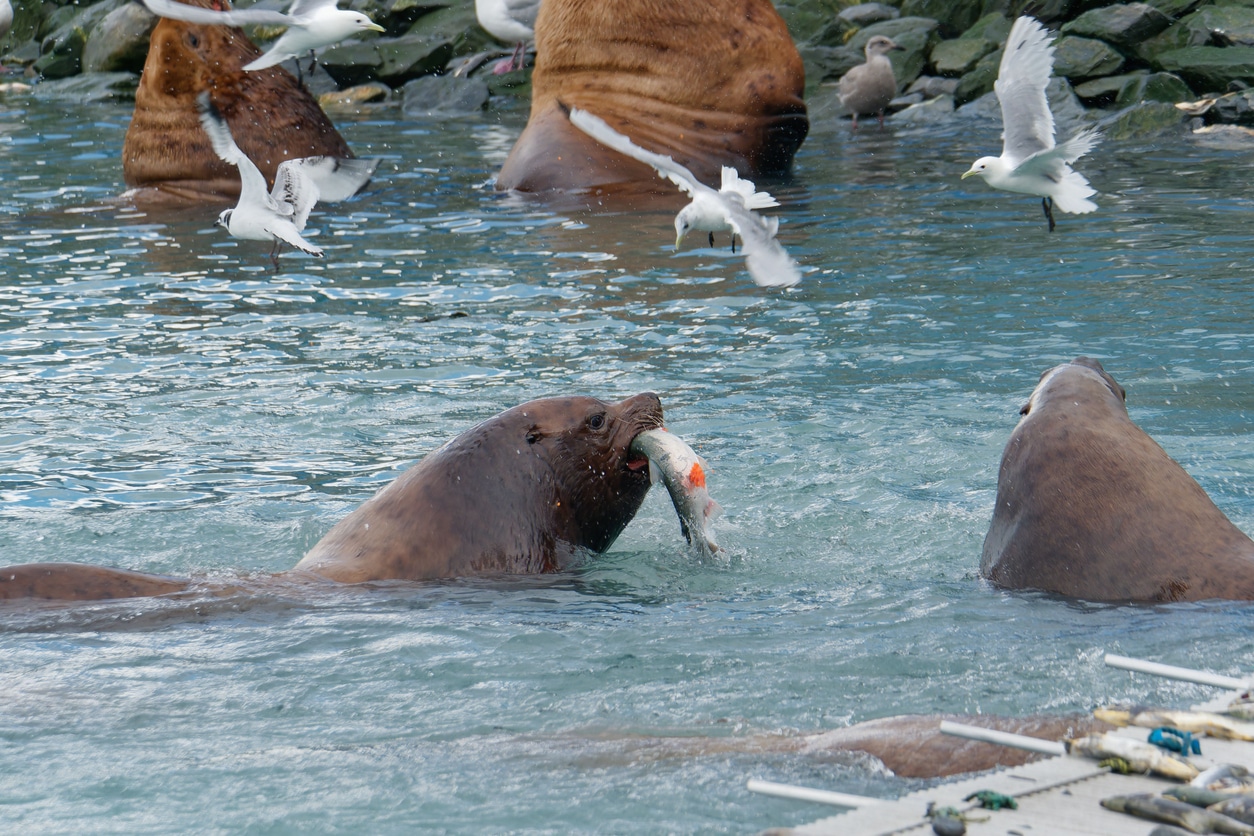 Solomon Gulch Hatchery – Valdez, Alaska