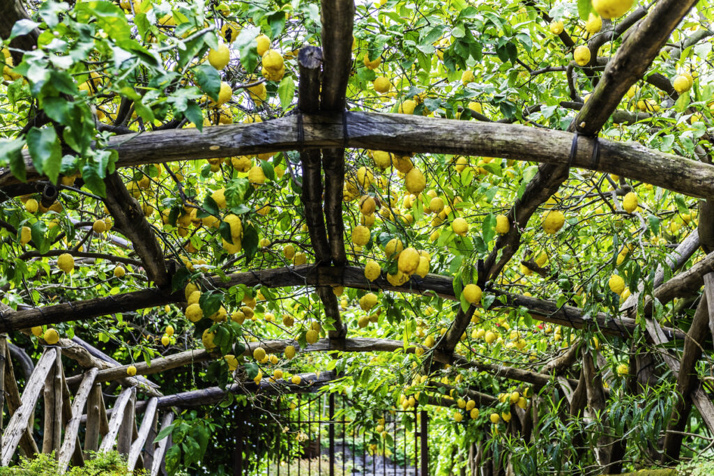 Tunnel‑like walkway in a Sorrento lemon grove with wooden pergolas supporting dense citrus branches filled with ripe yellow lemons