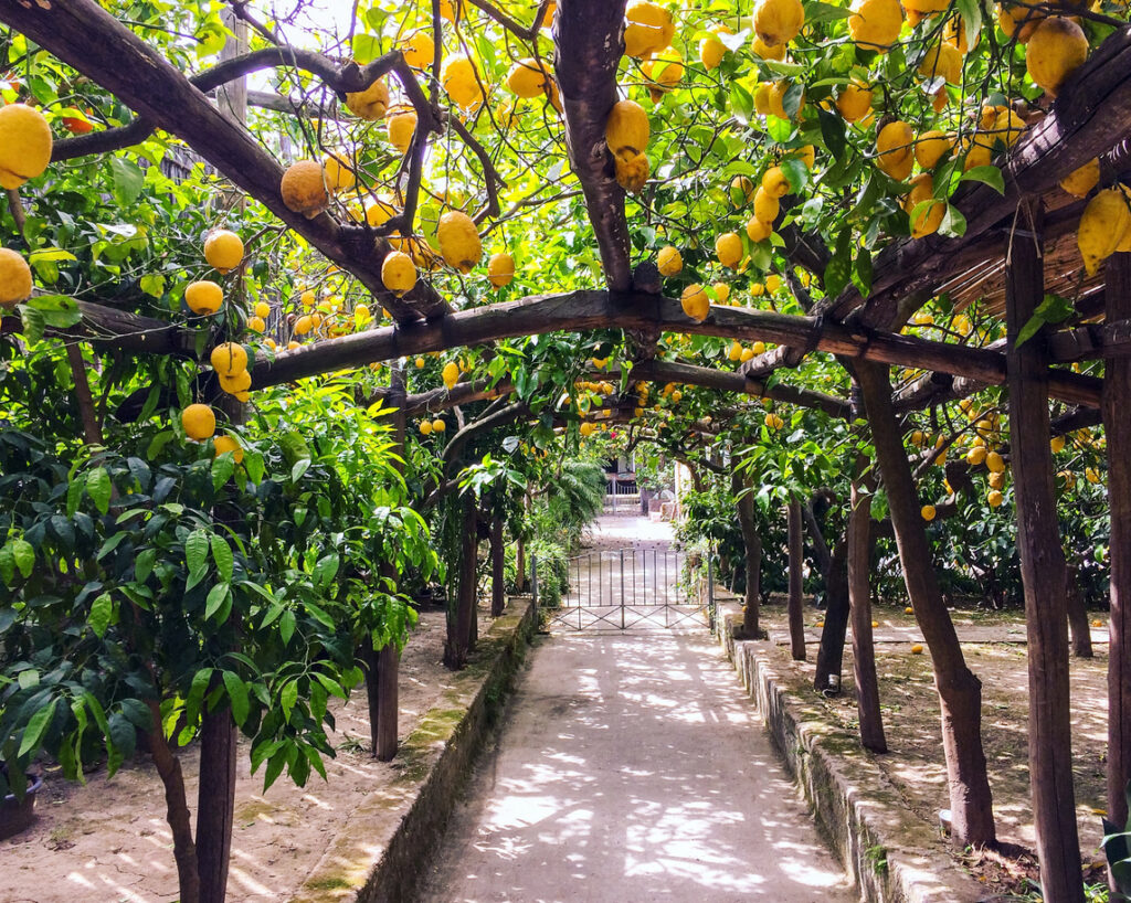 Pathway through a Sorrento lemon garden with tall citrus trees supported by wooden pergolas and ripe yellow lemons hanging overhead