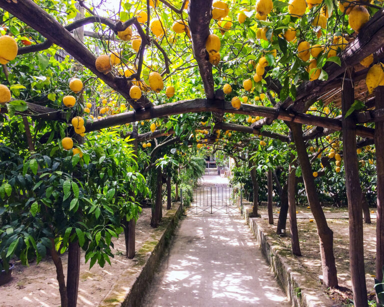 Pathway through a Sorrento lemon garden with tall citrus trees supported by wooden pergolas and ripe yellow lemons hanging overhead