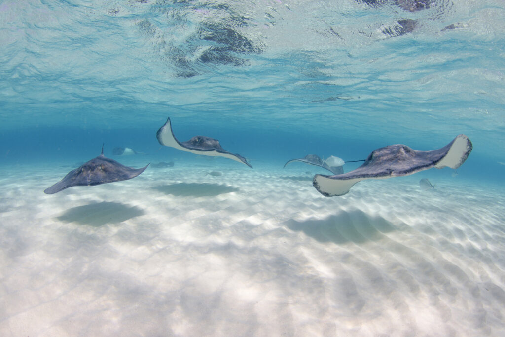 Southern stingrays swimming in clear turquoise water at Stingray City in Grand Cayman with no people in the scene