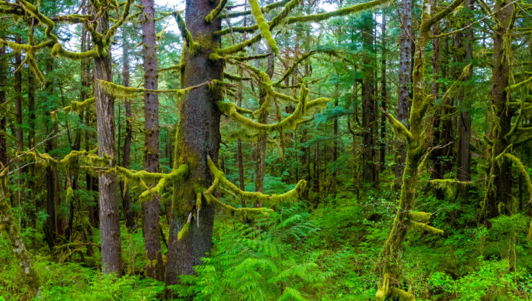 Moss‑covered trees and dense green undergrowth in the temperate rainforest of the Tongass National Forest in Alaska.