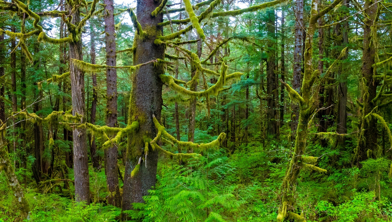Tongass National Forest – Ketchikan, Alaska