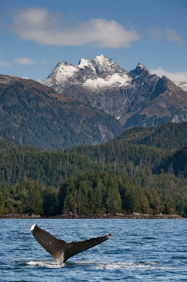 A humpback whale diving off the coast of Sitka, Alaska, with its tail fluke lifting above the water in Sitka Sound.
