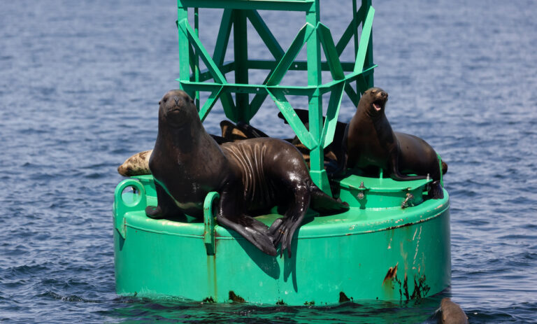 Harbor seals resting on a buoy in Sitka Sound, with calm water and coastal scenery surrounding this common wildlife sight in Sitka, Alaska.
